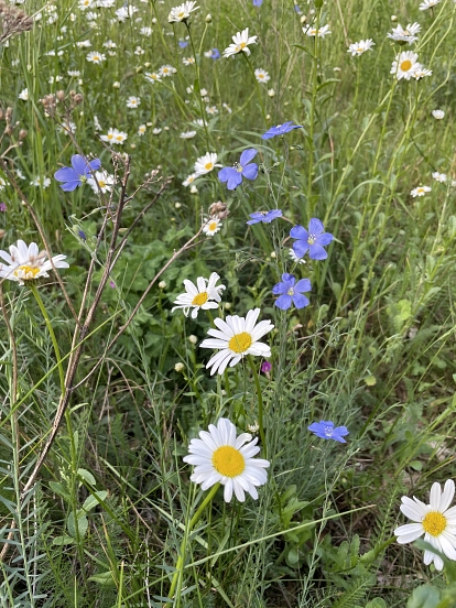 Blüten auf Wiese&nbsp;&copy;&nbsp;Gemeinde Isernhagen