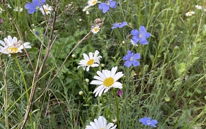 Blüten auf Wiese